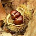 Spanish chestnut,Marron,Common chestnut,Sardian nut,European chestnut